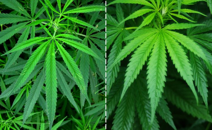 Tipos de Cannabis, ¿Cuál es la diferencia entre Índica y Sativa?
