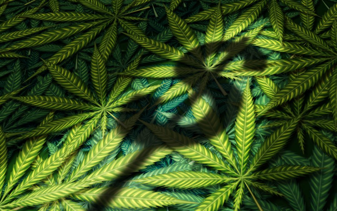 Crece interés en inversión para cannabis