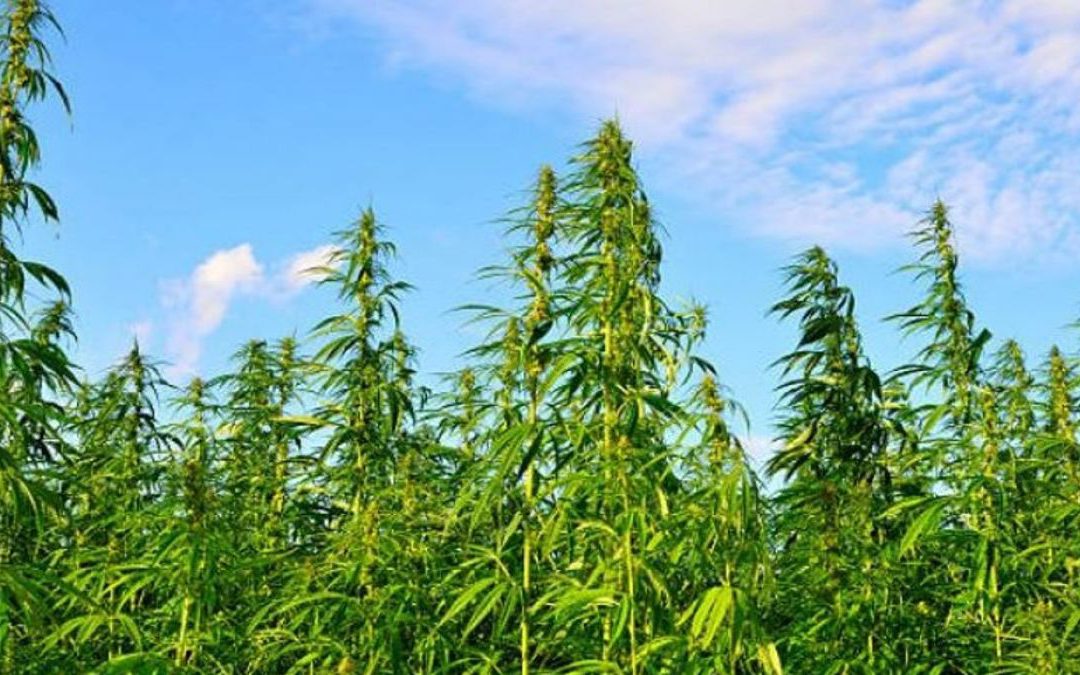 ¿Cómo distinguir entre Cannabis de Cáñamo y de Marihuana?