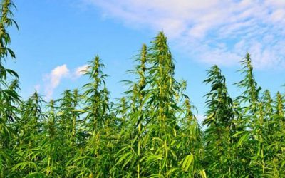 ¿Cómo distinguir entre Cannabis de Cáñamo y de Marihuana?
